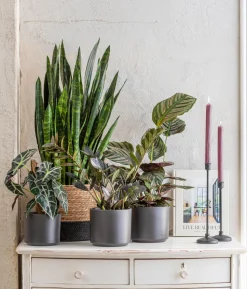 Bogenhanf - Sansevieria 'Black Coral'