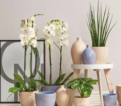 Bogenhanf - Sansevieria cylindrica 'Mikado'