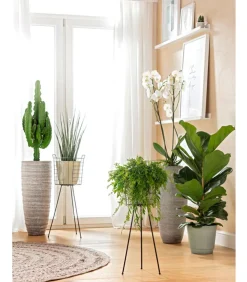 Bogenhanf - Sansevieria cylindrica 'Mikado'