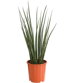 Bogenhanf - Sansevieria cylindrica 'Mikado'