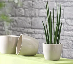 Bogenhanf - Sansevieria cylindrica 'Spaghetti'