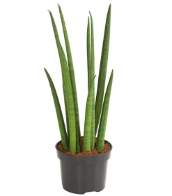 Bogenhanf - Sansevieria cylindrica 'Spaghetti'