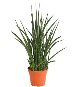 Bogenhanf - Sansevieria hybride 'Fernwood Punk'