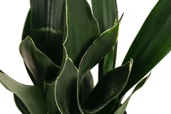 Bogenhanf - Sansevieria trifasciata 'Black Diamond', Hydrokultur