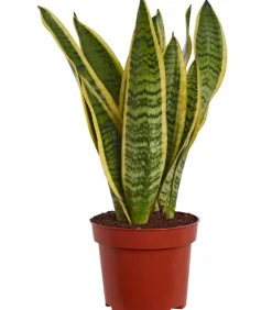 Bogenhanf - Sansevieria trifasciata var. laurentii