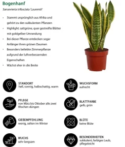 Bogenhanf - Sansevieria trifasciata var. laurentii
