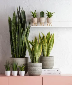 Bogenhanf - Sansevieria trifasciata var. laurentii
