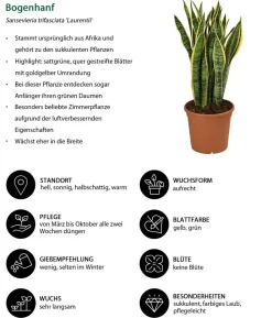 Bogenhanf - Sansevieria trifasciata var. laurentii