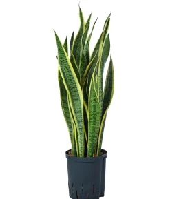 Bogenhanf - Sansevieria trifasciata var. laurentii, Hydrokultur