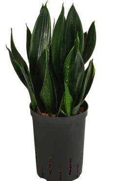Bogenhanf - Sansevieria trifasciata 'Black Jade', Hydrokultur