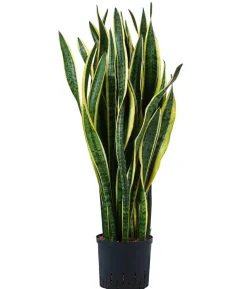 Bogenhanf - Sansevieria trifasciata var. laurentii, Hydrokultur