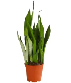 Bogenhanf - Sansevieria trifasciata 'Moonshine'