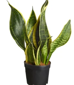 Bogenhanf - Sansevieria, verschiedene Sorten