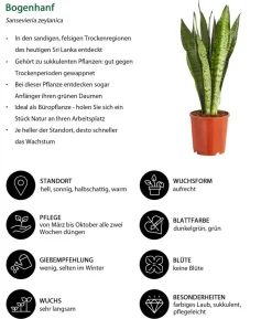 Bogenhanf - Sansevieria zeylanica