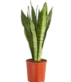 Bogenhanf - Sansevieria zeylanica