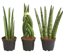 Bogenhanf-Set - Sansevieria cylindrica, 3-teilig