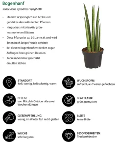 Bogenhanf-Set - Sansevieria cylindrica, 3-teilig