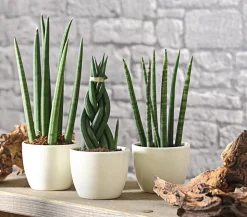 Bogenhanf-Set - Sansevieria cylindrica, 3-teilig