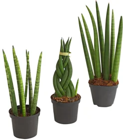 Bogenhanf-Set - Sansevieria cylindrica, 3-teilig