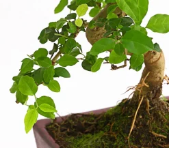 Bonsai Chinesischer Liguster - Ligustrum sinensis, Anfänger-Set