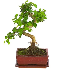 Bonsai Chinesischer Liguster - Ligustrum sinensis, Anfänger-Set
