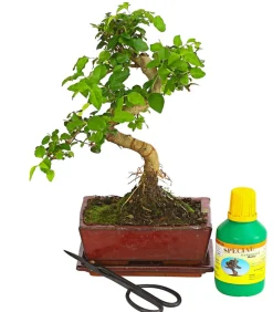 Bonsai Chinesischer Liguster - Ligustrum sinensis, Anfänger-Set