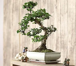 Bonsai Fukientee - Carmona microphylla, 12-15 Jahre