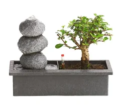 Bonsai, mit Brunnen