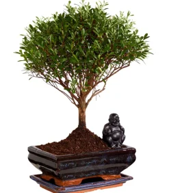 Bonsai mit Buddha, verschiedene Sorten