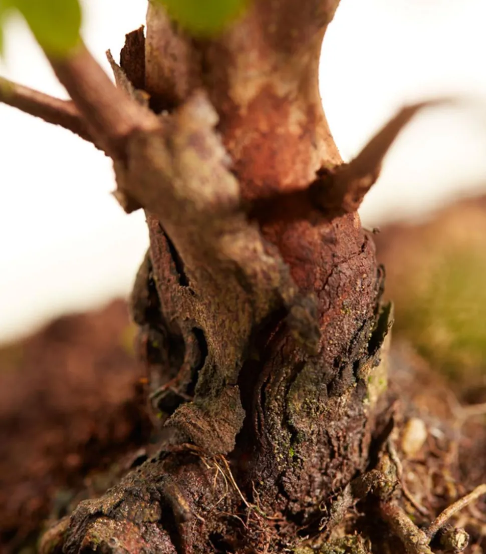 Bonsai mit Buddha, verschiedene Sorten