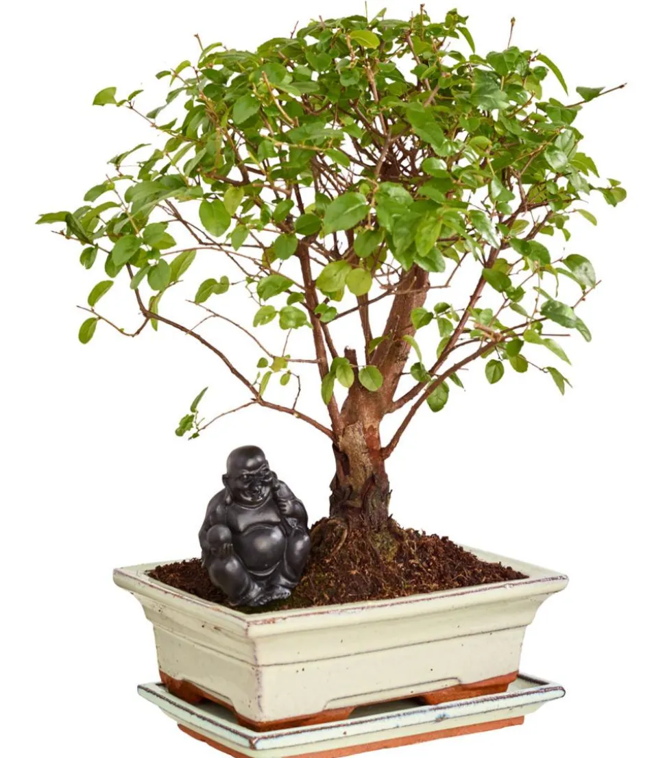 Bonsai mit Buddha, verschiedene Sorten