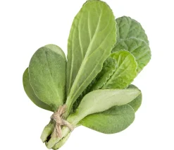 Borretsch
