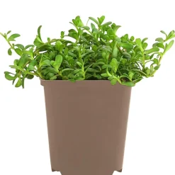 Brahmi