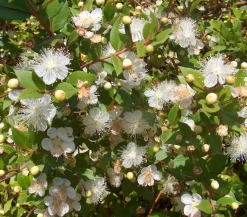 Brautmyrte, Busch