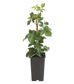 Brombeere 'Asterina'