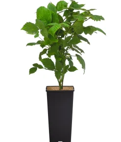 Brombeere 'Montblanc®'