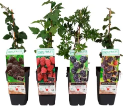 Brombeer-Set Brombeer-Bowl, 4-teilig