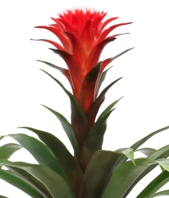 Bromelien-Set Sommerfrische, 4-teilig