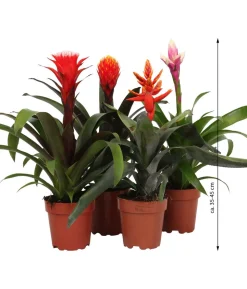 Bromelien-Set, 4-teilig