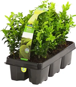 Buchs, 6er-Schale