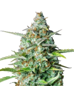 Bud Voyage Hanfsamen Beruhigung Northern Lights, 3 Stk.