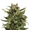 Bud Voyage Hanfsamen Klassiker White Widow, 3 Stk.