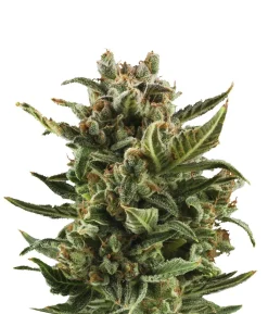Bud Voyage Hanfsamen Klassiker White Widow, 3 Stk.
