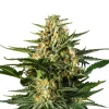 Bud Voyage Hanfsamen Happy Green Gelato, 3 Stk.