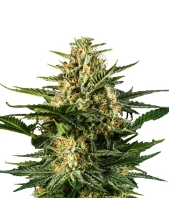Bud Voyage Hanfsamen Happy Green Gelato, 3 Stk.