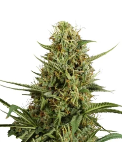 Bud Voyage Hanfsamen Heiterkeit Strawberry Smile, 3 Stk.