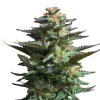 Bud Voyage Hanfsamen Lachflash Jamaican Haze, 3 Stk.