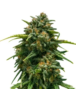 Bud Voyage Hanfsamen Schmerz weg Super Skunk, 3 Stk.