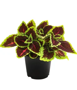 Buntnessel - Solenostemon scutellarioides