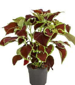 Buntnessel - Solenostemon scutellarioides